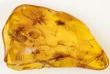 Detailed Fossil Fly (Diptera) In Baltic Amber #200245-1